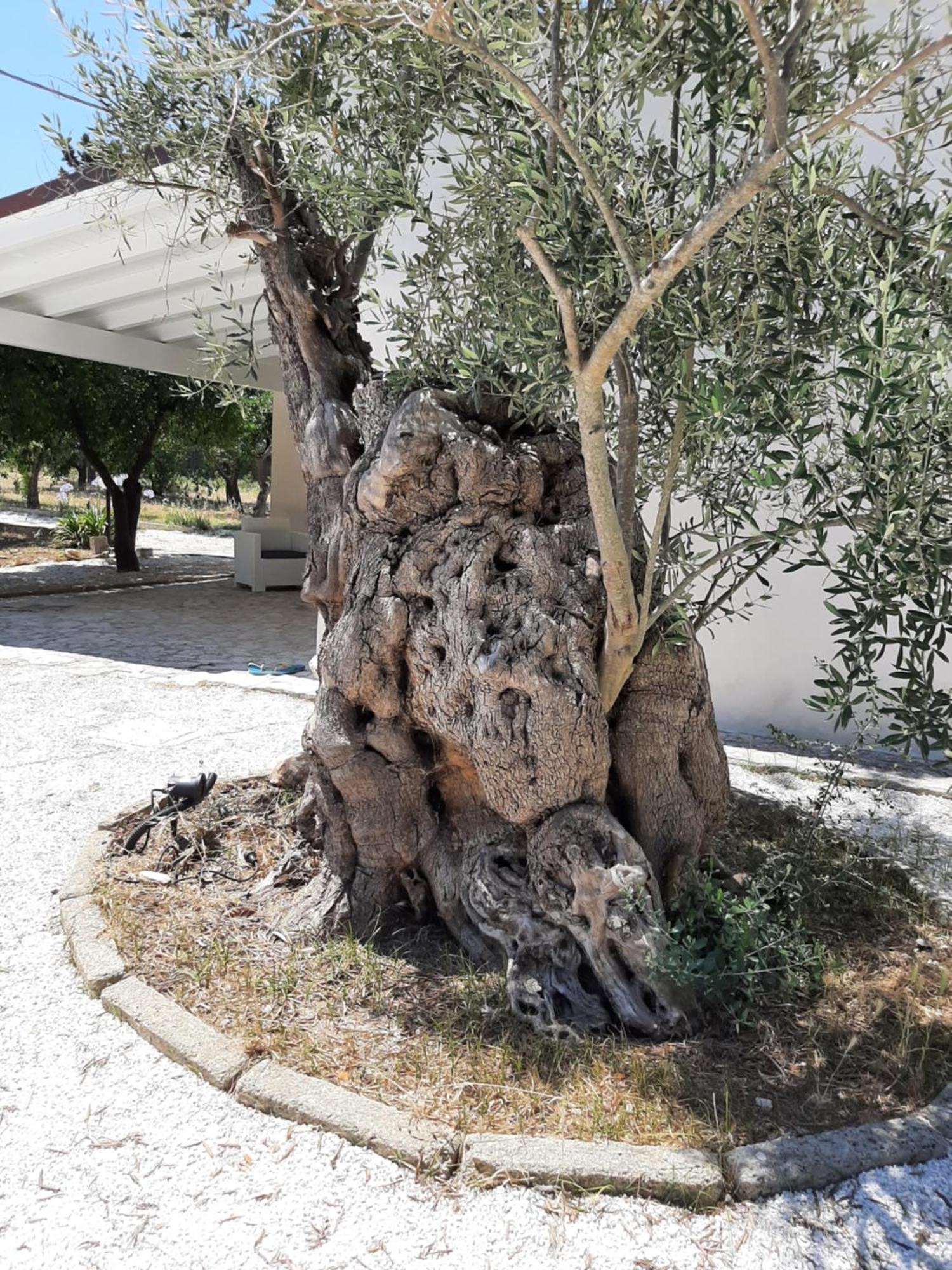 Tenuta Pizzi San Pietro Vernotico Buitenkant foto