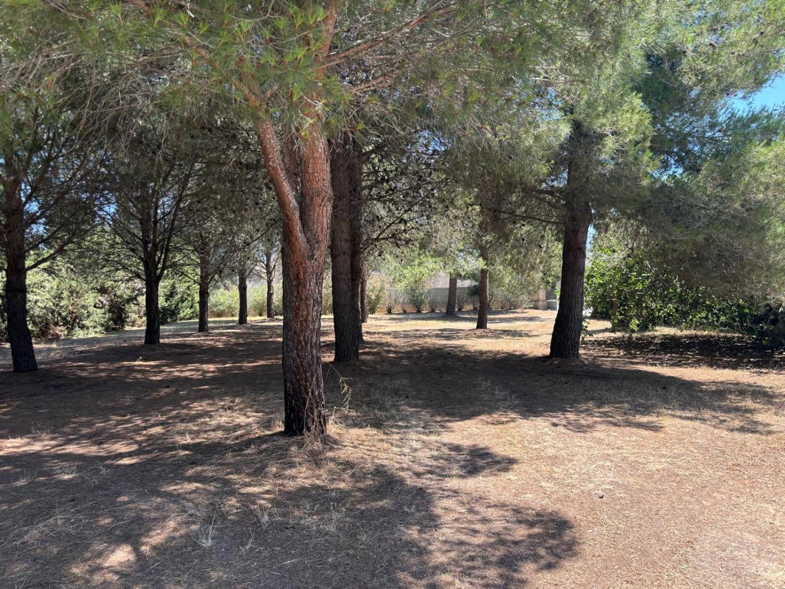 Tenuta Pizzi San Pietro Vernotico Buitenkant foto